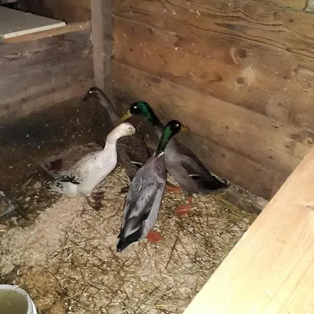 Landhaus-koenigsberg, Vorberg 360 Ebenguetlweg *