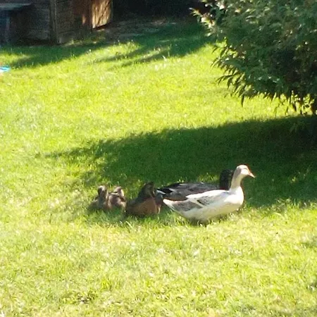 Landhaus-koenigsberg, Vorberg 360 Ebenguetlweg Apartmán