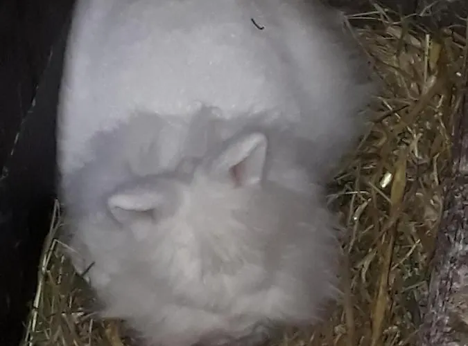 Landhaus-koenigsberg, Vorberg 360 Ebenguetlweg *