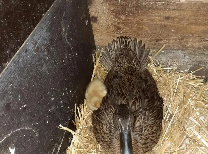 公寓 Landhaus-koenigsberg, Vorberg 360 Ebenguetlweg 拉姆绍达赫斯坦